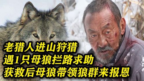 老猎人进山狩猎，遇1只母狼拦路求助，心软施救后母狼带狼群报恩