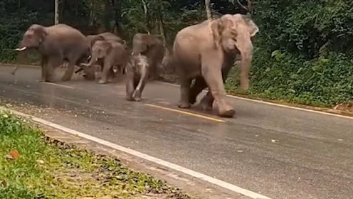 小伙听到奇怪叫声赶紧叫人逃跑，事后查监控吓一跳：大象找人撒气
