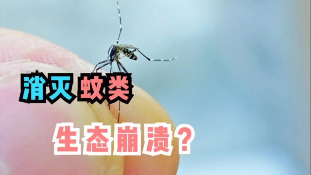 每年杀死70万人!人大代表建议消灭蚊子,环境会崩溃吗?