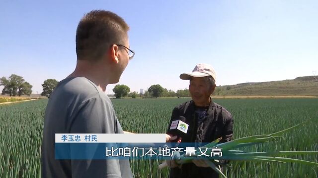 马莲渠乡霸王河村:发展大葱种植 探索村民致富新路子