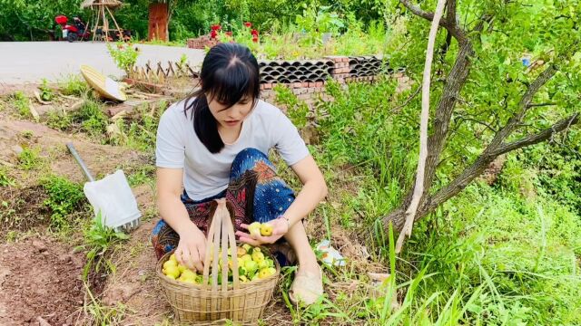 九月枣子甜如蜜,挂满枝头的枣子摘下做成枣蜜饯,温暖整个冬天