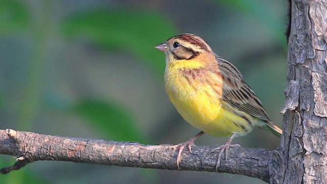 江苏无锡:拍摄到世界极危物种黄胸鹀