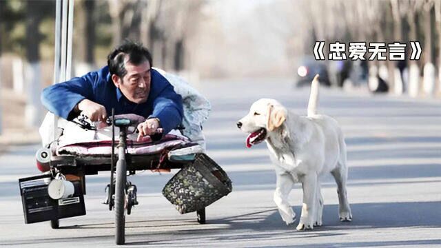 狗是人类最忠诚的朋友,不离不弃陪你到老,催泪电影《钟爱无言》