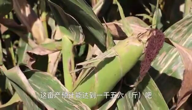 种粮大户吕卓“厉兵秣马”备秋收