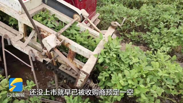 莒南30万亩花生迎来收获季 新品种卖出水果价!