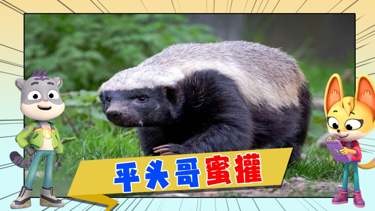 第08集 平头哥蜜獾_高清1080P在线观看平台_腾讯视频