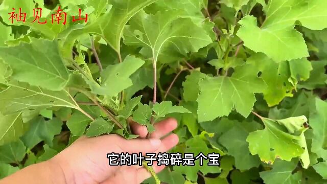 路边的苍耳叶是个宝,捣碎有2个新妙用,对你有帮助吗?