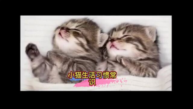 小猫生活习惯有哪些?