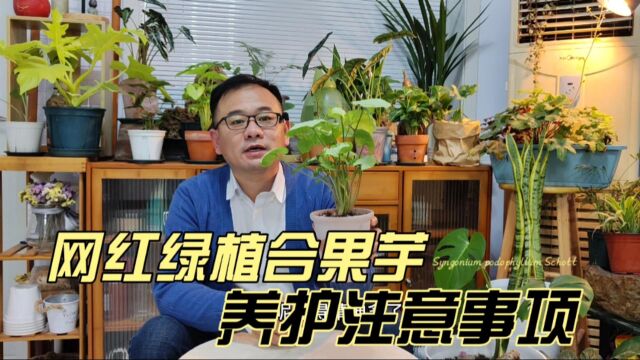 网红绿植合果芋,品种多颜值高,养护注意4方面,根系好长得旺