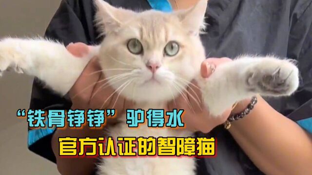 “铁骨铮铮”驴得水,往饭盆拉屎却狂炫猫砂,官方认证的智障猫咪