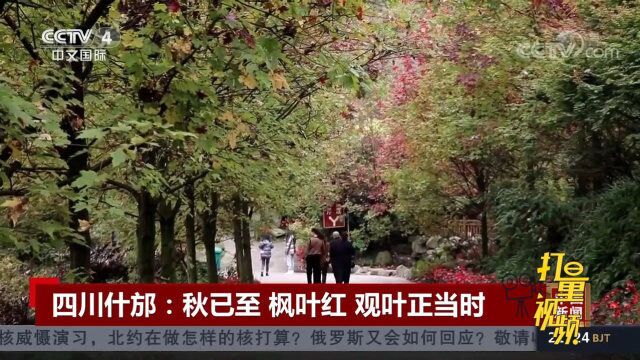 四川什邡:秋已至,枫叶红,观叶正当时