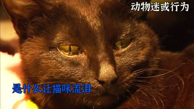 猫咪流着泪水,只因失去了孩子,动物的母爱也令人动容