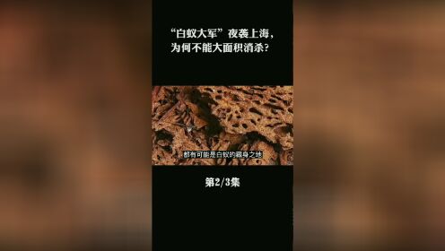 白蚁夜袭上海，为何不能大规模消杀？