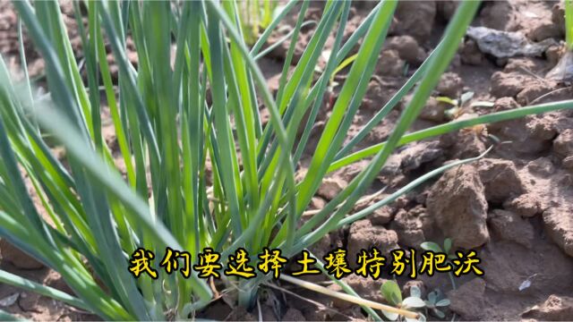 小葱进入生长旺盛期,种植简单无虫害,可反复采收200多天