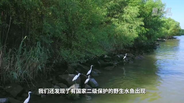 江河奔腾看中国ⷧ 江新颜|珠三角建成绿色生态水网