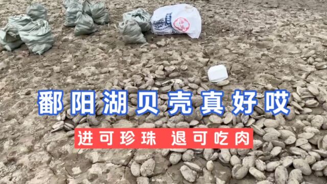 继鄱阳湖捡鱼之后,当地民众开始捡贝壳,一定概率有珍珠?