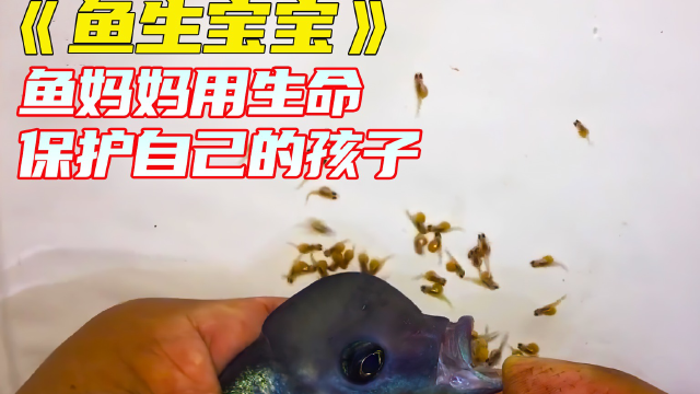 鱼妈妈生宝宝,这也太可爱了吧