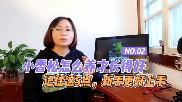 小香松怎么养才能开花快?只需记住这5点,养好它很容易