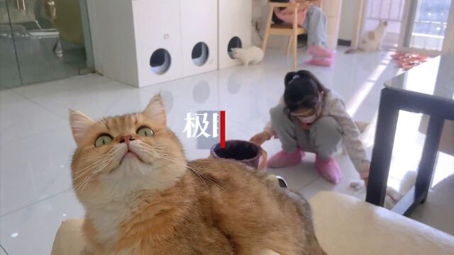 【视频】来猫咖撸猫:约会、陪娃、疗愈