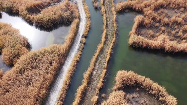 博斯腾湖旁,藏着一条画意公路