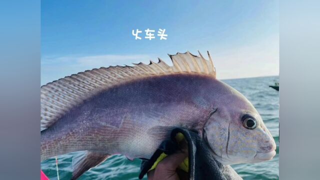 真实海钓记录1深圳篇