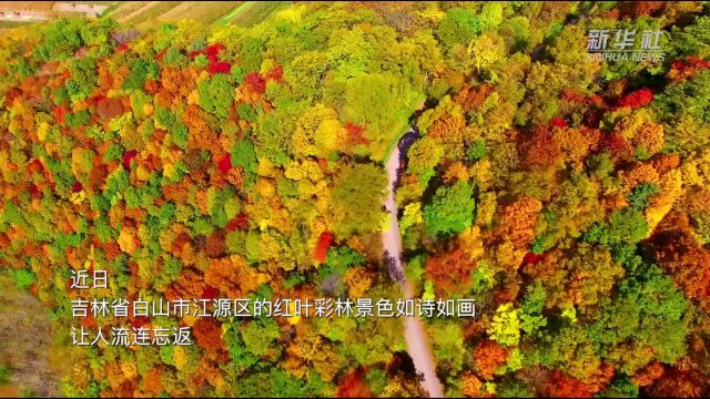 千城胜景|吉林江源:红叶彩林