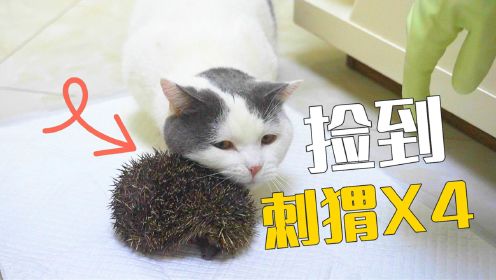 捡到4只小刺猬，带回家被猫当成蹭痒工具