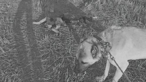 十匹野狼夜袭牧区，六只牧羊犬败北而归，最高大的护卫犬惨遭屠戮