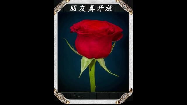 书名《朋友真开放》#小说 #爽文