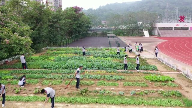 院士供良种、农民当顾问,楼顶“百草园”、班级“责任田”……你知道校园这些事吗?