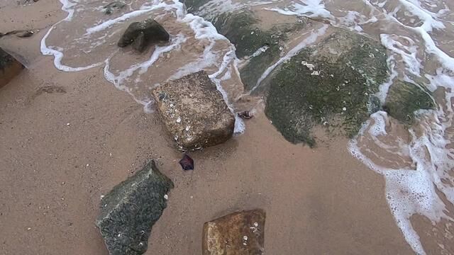 小郑赶海在沙滩上遇到海星、海螺、八爪鱼大堆海货捡过瘾,发财了 #大海的馈赠 #乡村守护人