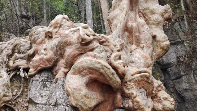 贵州深山发现一颗千年古树,根茎虎踞龙盘于乱石岗上,这是什么树根茎这么漂亮?