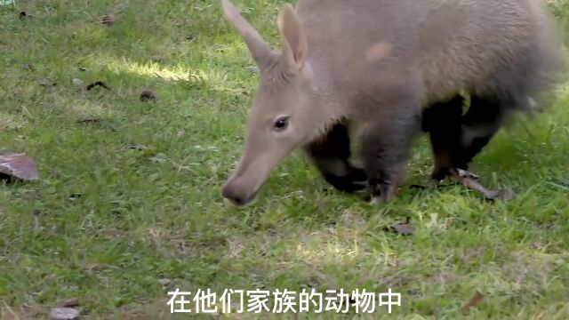 非洲土豚,独一无二的外形,昼伏夜出,动物百科知识