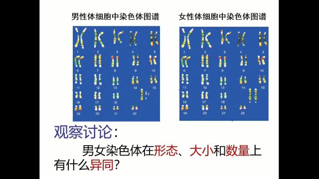 人类染色体与性别决定纯知识点干货(济南版)