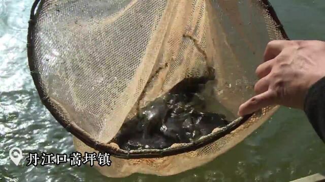 湖北水产养殖的“智慧经” | 2022湖北三农观察