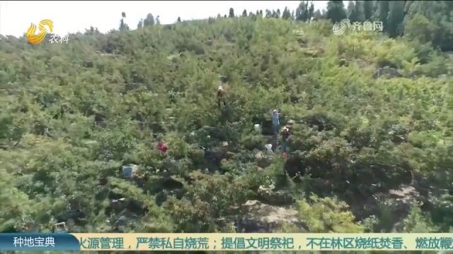 这里的山楂走出国门,口感好、卖价高,农户趟出致富路