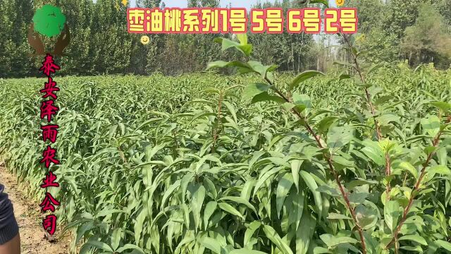 山东脚下小油桃品种的“娇子”珍珠6号枣油桃苗品种介绍