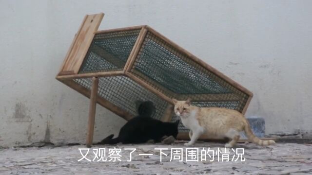 一个简易的捕猫神器,轻松捕获两只流浪猫