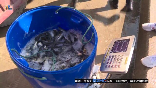 云和湖“巨网捕鱼” 30万斤鲜鱼销售一空