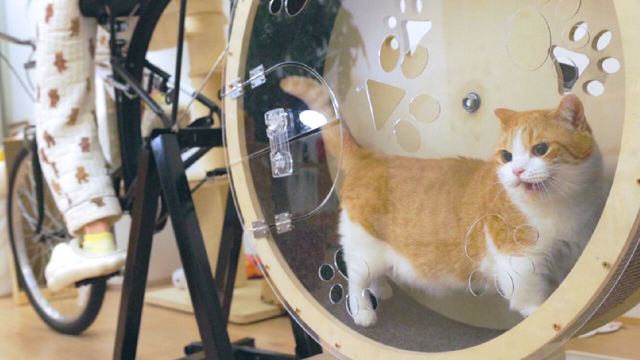 两年了,终于把【人猫共用跑步机】做出来了!_高清1080P在线观看平台_腾讯视频