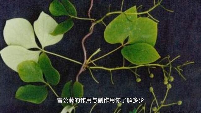 雷公藤的作用与副作用你了解多少?