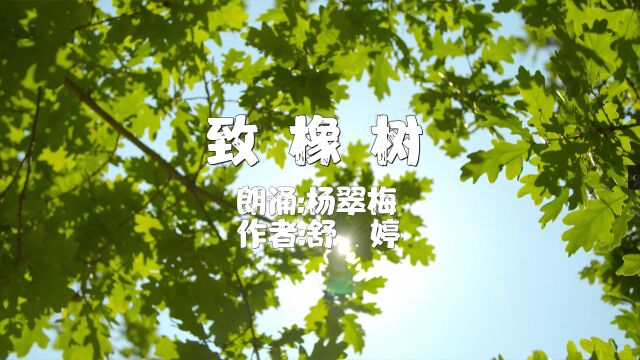 杨翠梅朗诵《致橡树》作者:舒婷