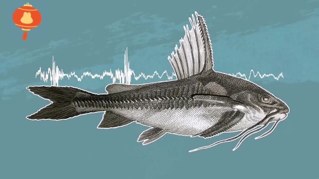 1.55亿年前,鱼类就用声音交流了,它们会谈论各种各样的话题