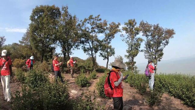 上海的秋天最美在哪里 驴友线旅游锻炼 太湖东村岛8 上海快乐徒步爬山户外