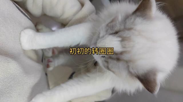 初初:我谢谢你的感情深... #记录宠物的日常生活 #猫猫我呀飞起来咯 #当朋友问我在家都跟谁玩 #无处安放的小jio