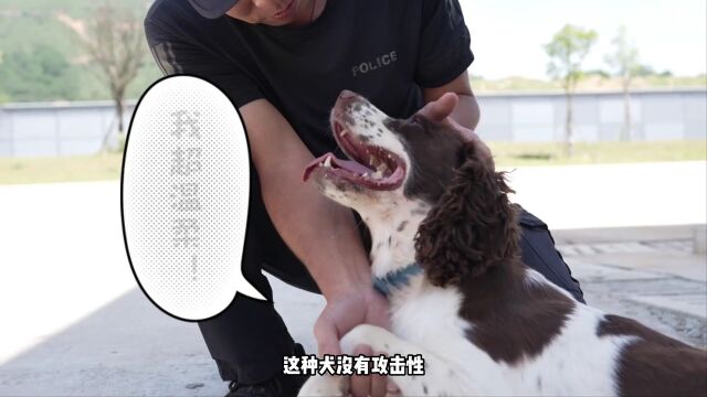 警营“汪汪队”是如何炼成的?一起解锁警犬训练日常