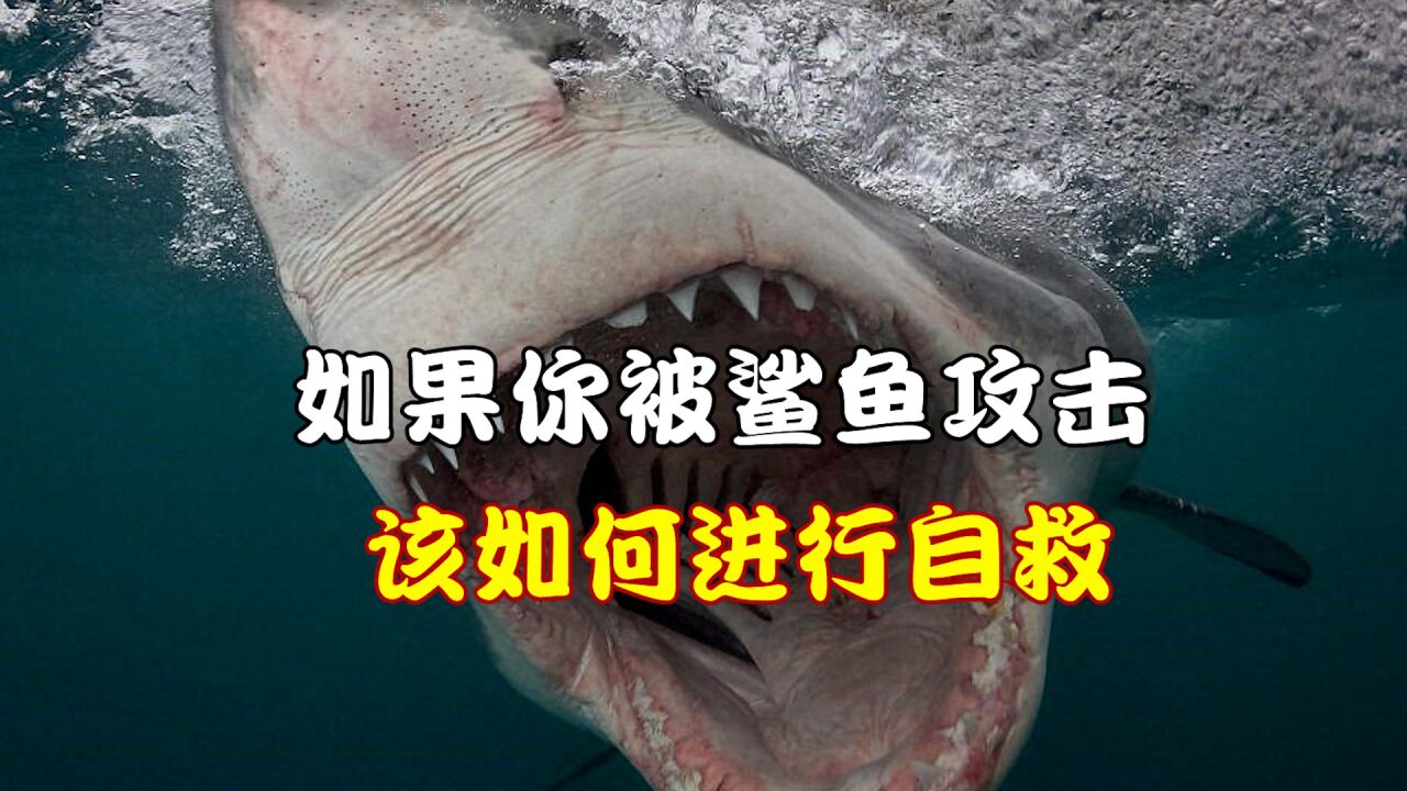 如果你被鲨鱼攻击,该如何进行自救?#科普#鲨鱼#涨知识_高清1080P在线观看平台_腾讯视频