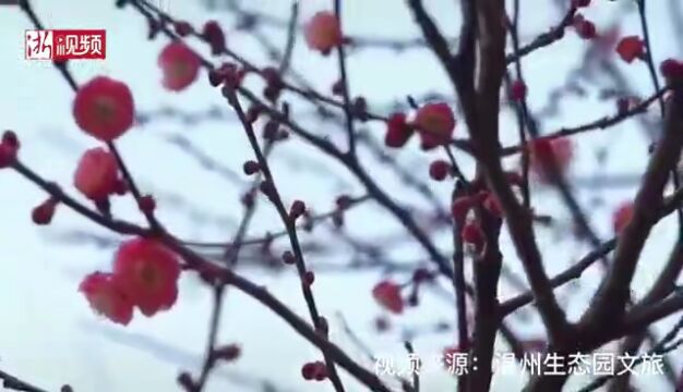 “梅”景正当时 这份温州赏花地图请收好