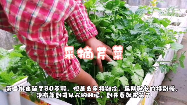 楼顶小菜园,芹菜只要掌握好采摘方法,小家庭只要种20棵就吃不完