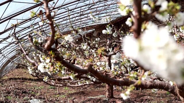 设施农业促振兴 | 小屯村:樱桃花开致富路